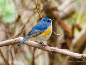 野鳥を見に行こう　県民の森　2023/1/24
