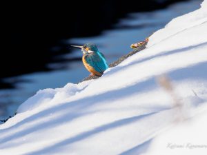 大雪の日に野鳥撮影　市街地　2023/1/26