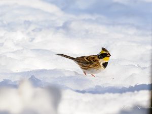 大雪の日に野鳥撮影　山麓公園　2023/1/26