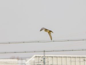 鍋田干拓地　2023/1/30　ハヤブサ他