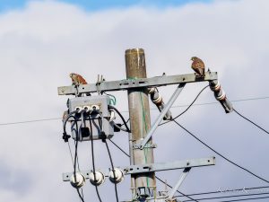 野鳥を見に行こう2022/12/2