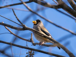 野鳥を見に行こう2022/12/19県民の森