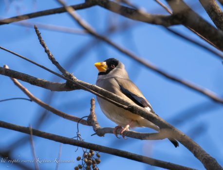 野鳥を見に行こう2022/12/19県民の森