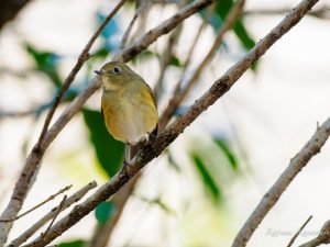 野鳥を見に行こう2022/12/21 県民の森