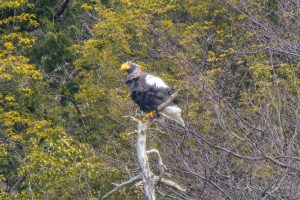 湖北のオオワシ