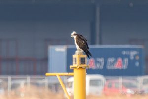 高松海岸　ミサゴ昨日と同じ標識灯に 2023/2/18