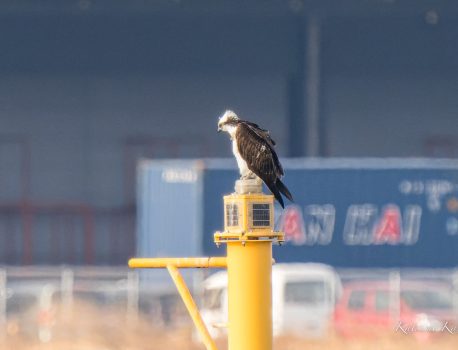 高松海岸　ミサゴ昨日と同じ標識灯に 2023/2/18