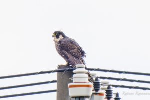 鍋田干拓地　ハヤブサ　2023/2/18