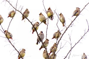 レンジャクが来た　2023/2/23