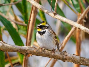 県民の森　ミヤマホオジロ　2023/2/1