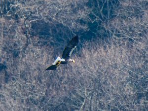 湖北のオオワシ2023/2/6