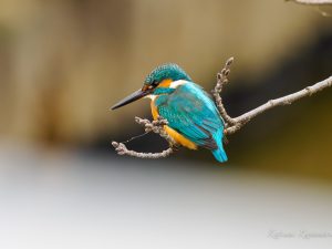 野鳥写ん歩　カワセミ　2023/2/7