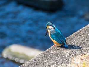 今日のカワセミとチョウゲンボウ　2023/2/9