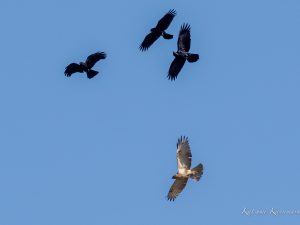 ノスリとカラスのバトル　鍋田干拓地　2023/2/11