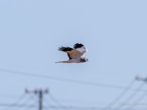 鍋田干拓地で探鳥　2023/2/11