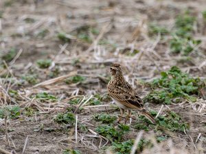 鍋田干拓地で探鳥　2023/2/12