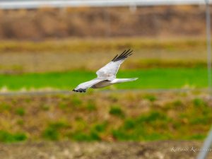 鍋田干拓地で探鳥　ハイイロチュウヒ　2023/2/13