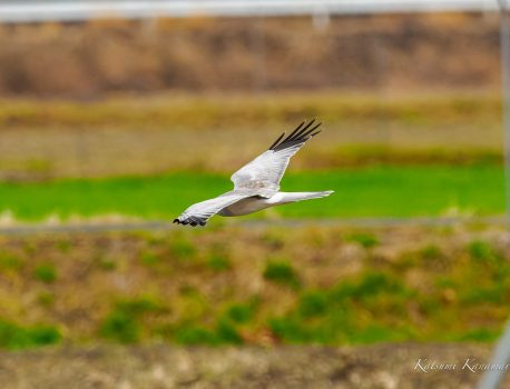 鍋田干拓地で探鳥　ハイイロチュウヒ　2023/2/13