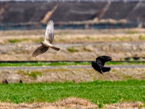 ハイイロチュウヒ雌、カラスとバトル　2023/2/14