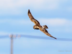 鍋田干拓地　ハイイロチュウヒ雌　2023/2/14
