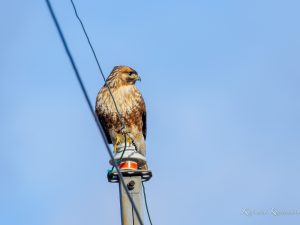 田舎の農耕地でノスリ 2023/2/14