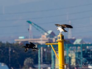 川越高松海岸のミサゴ　2023/2/17