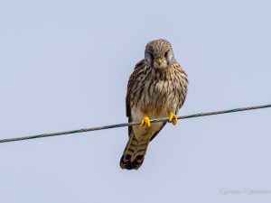 鍋田干拓地はチョウゲンボウ祭り2023/2/17
