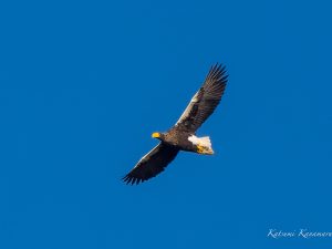 湖北山本山のオオワシ　動かざること山の如し　2023/2/22