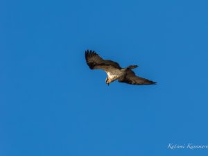 ミサゴは水浴びが好き2023/2/25