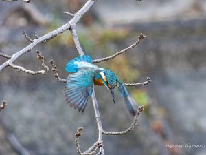 カワセミがチーチーと喧しく鳴く 2023/2/26