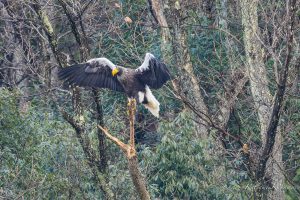 湖北のオオワシ近くに来てくれた　2023/2/8