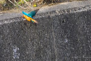 カワセミダイブ3　2023/2/12