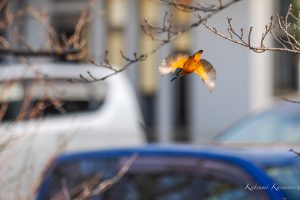 カワセミダイブ2　2023/2/12