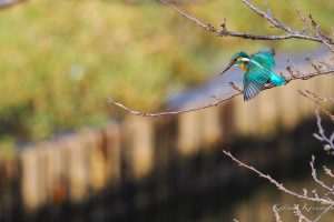 カワセミダイブ1　2023/2/12