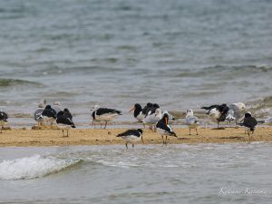 ミヤコドリ　高松海岸　2023/3/3