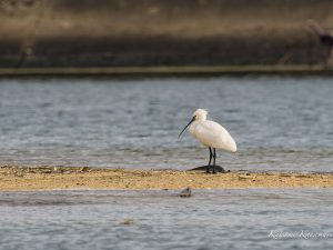 ヘラサギ　鈴鹿川河口　2023/3/5