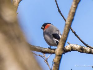 久しぶりにウソが撮れた　2023/3/8