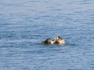 ミサゴの狩り　2023/3/7