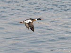 鈴鹿川河口2023/3/9　ミサゴ狙い
