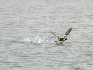 カラフルなウミアイサ　2023/3/10