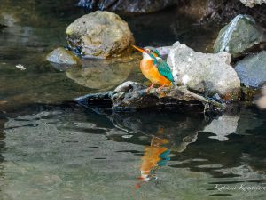 繁殖期に入ったカワセミ　ペアで魚とり　2023/3/10