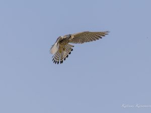 チョウゲンボウ　鍋田干拓地　2023/3/11