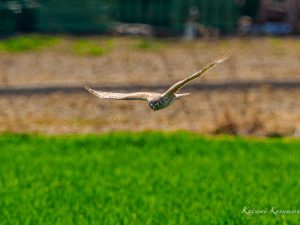 ハイイロチュウヒ　鍋田干拓地　2023/3/11