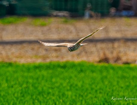 ハイイロチュウヒ　鍋田干拓地　2023/3/11