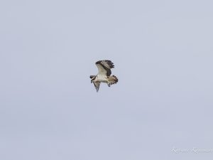 ミサゴ　ホバリング、旋回のみ　鈴鹿川河口　2023/3/18