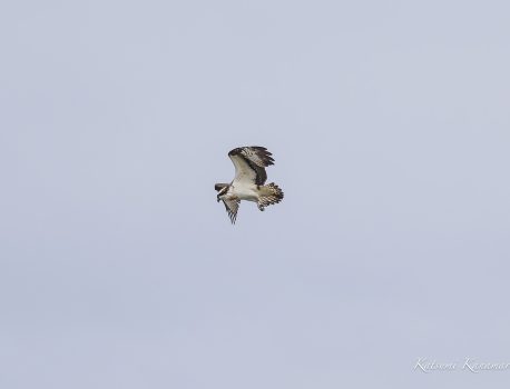 ミサゴ　ホバリング、旋回のみ　鈴鹿川河口　2023/3/18