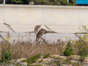 ハイイロチュウヒが出てきた　鈴鹿川河口　2023/3/19 10:00