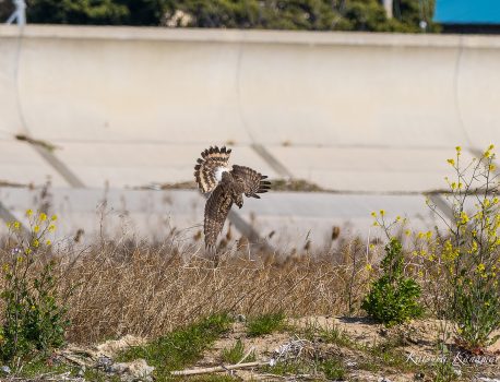 ハイイロチュウヒが出てきた　鈴鹿川河口　2023/3/19 10:00
