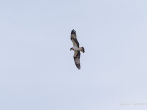 ミサゴは来てくれたが　鈴鹿川河口　2023/3/22