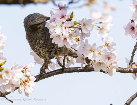 桜咲く 2023/3/28